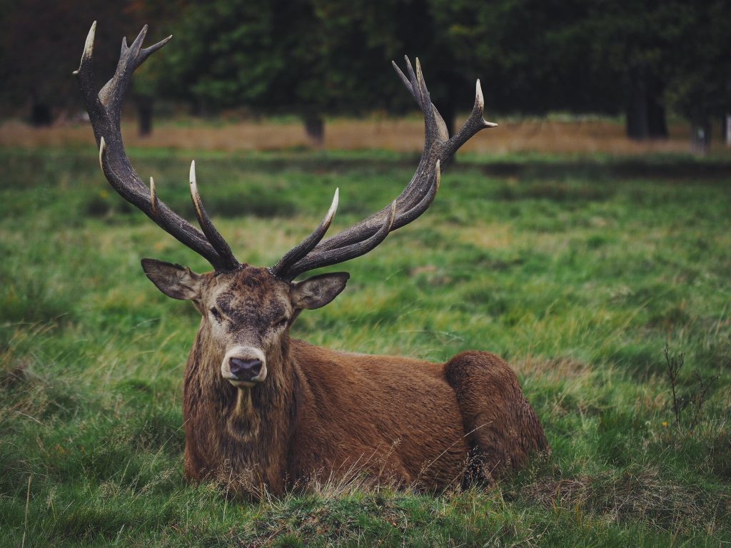 USA: Jugendliche töten Hirsch und ziehen Haut ab USA: Jugendliche töten Hirsch und ziehen Haut ab